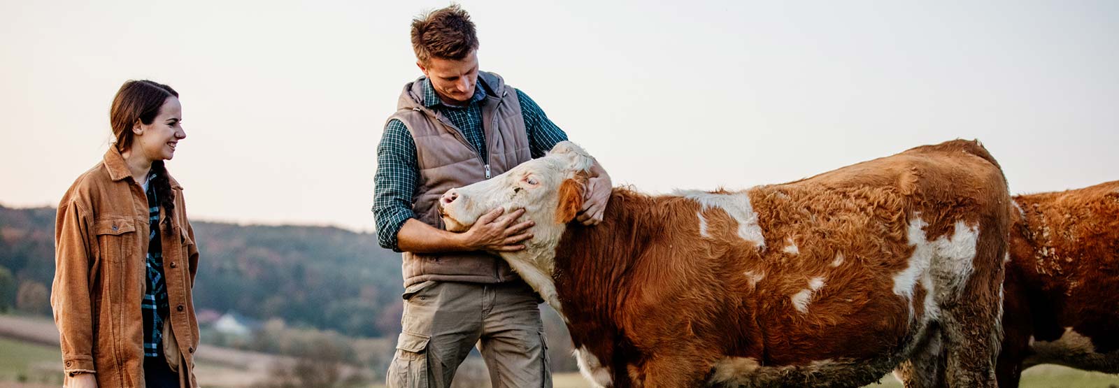 Two people in field with cattle.